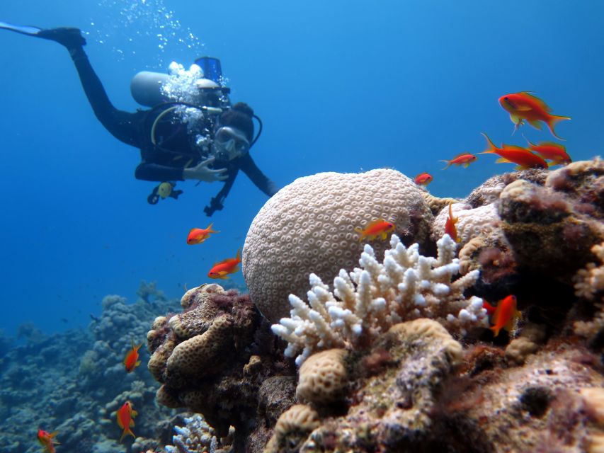 Sharm El Sheikh: Ras Mohamed & White Island Snorkel or Dive - Who will enjoy this boat day most?