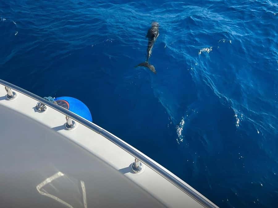 Sharm el-Sheikh: Ras Mohammed Elite VIP Cruise and BBQ Lunch - Transfers and small points that can affect the day