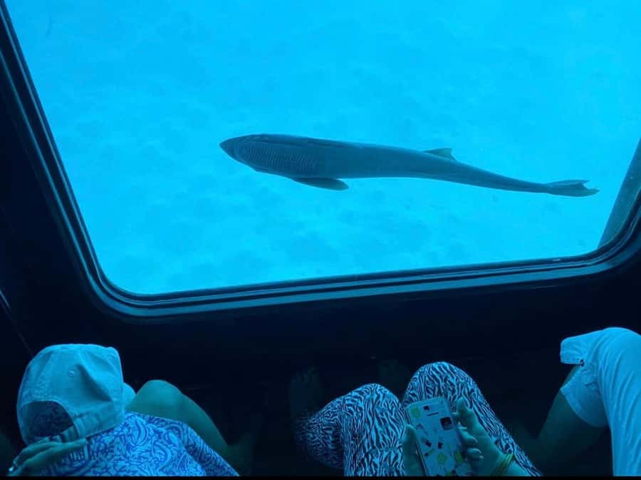 Sharm El-Sheikh: Seascope Submarine boat cruise with pickup - Practical advice for a smoother outing