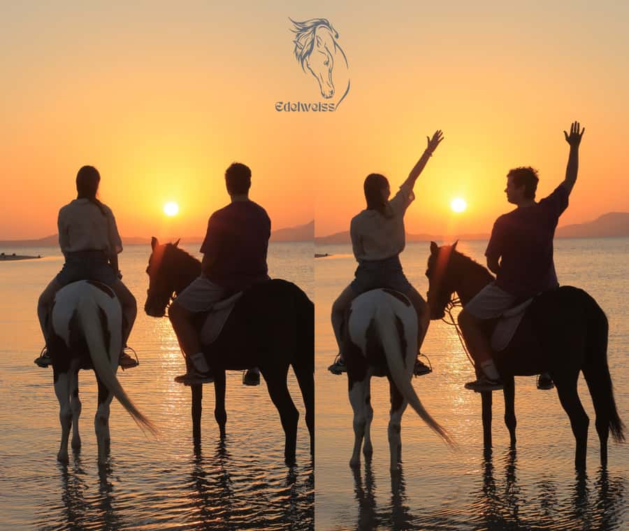 Sharm El Shiekh: Beach and City Desert Horse Riding Tour - Why the horses and guides matter