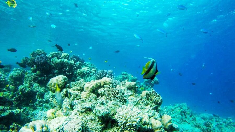 Sharm: Introductory Dive from the Shore & PADI Courses - Key points to know before booking