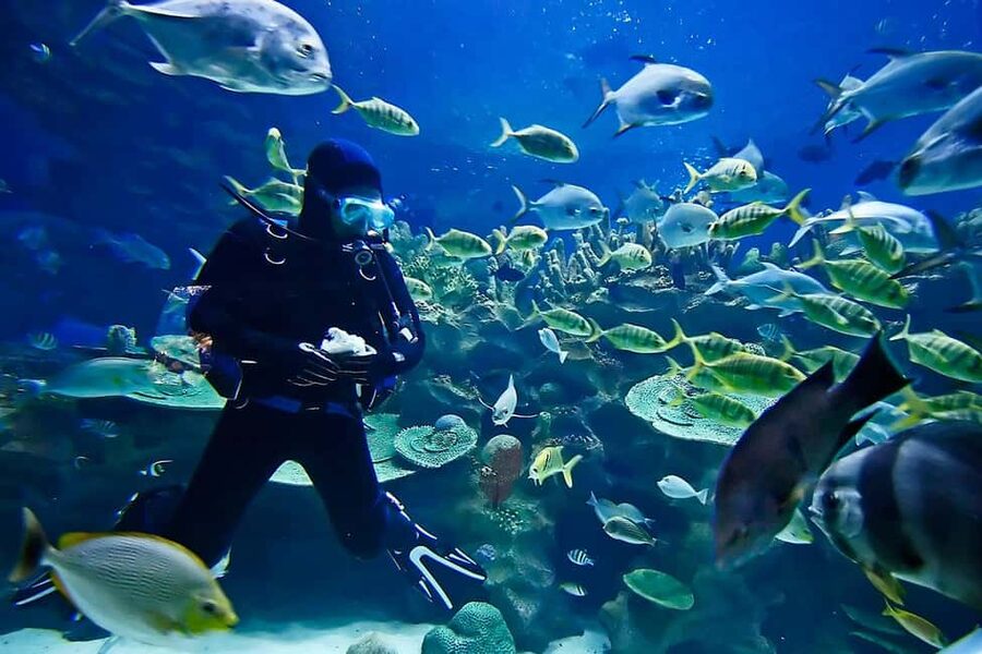 Sharm: Introductory Dive from the Shore & PADI Courses - The $47 price and what you receive
