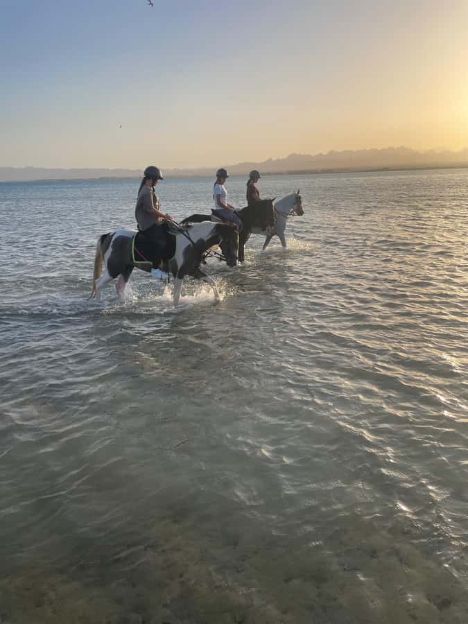 Soma Bay: Horse Riding Beach and Desert Tour With Transfer - How the feedback helps set expectations