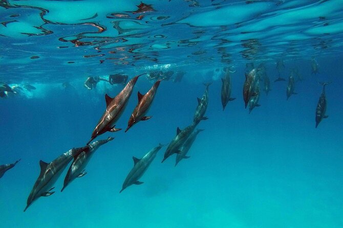 Swimming With Dolphin in Red Sea Adventure with Lunch - Hurgada - What Dolphin House really offers