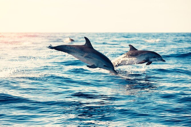 Swimming With Dolphin in Red Sea Adventure with Lunch - Hurgada - Searching for dolphins at Dolphin House