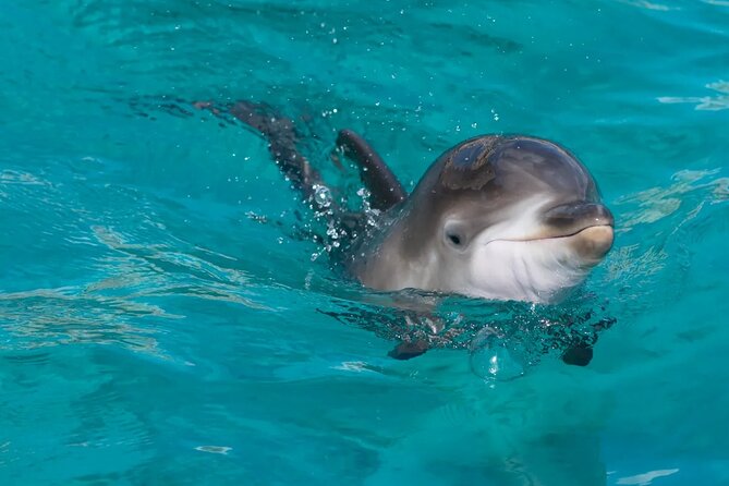 Swimming With Dolphin in Red Sea Adventure with Lunch - Hurgada - Two snorkeling stops and the Red Sea reef