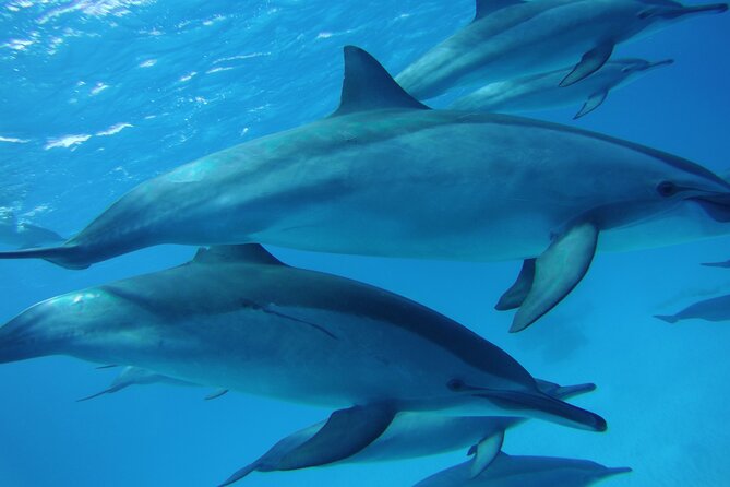 Swimming with Dolphin VIP Snorkeling Sea Trip With Lunch and Transfer - Hurghada - Setting out from Hurghada at 8 a.m.