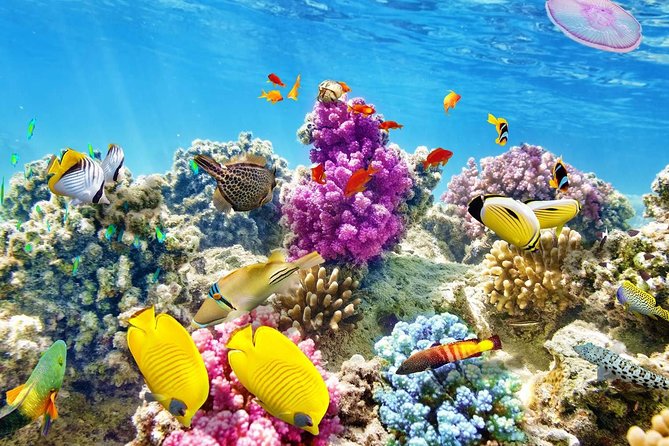 Swimming with Dolphin VIP Snorkeling Sea Trip With Lunch and Transfer - Hurghada - Two reef stops with guided snorkeling