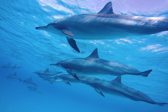 Swimming with Dolphin VIP Snorkeling Sea Trip With Lunch and Transfer - Hurghada - Is $9 good value?
