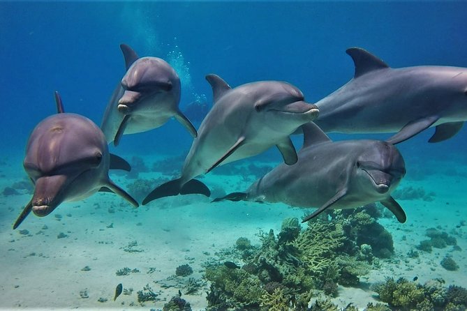 Swimming with Dolphin VIP Snorkeling Sea Trip With Lunch and Transfer - Hurghada - Dolphin House and the search for wild dolphins