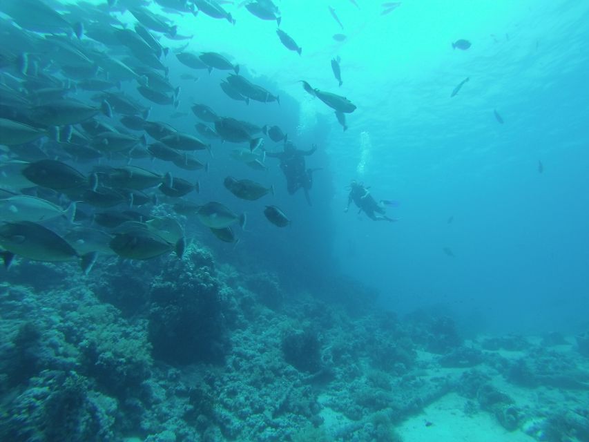Tiran Island: Full-day Snorkeling, Diving Boat Trip - Who will enjoy this trip most