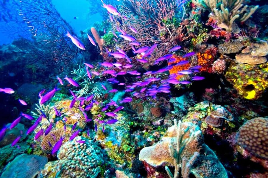 Tiran Island: Full-day Snorkeling, Diving Boat Trip - What to bring for a smoother day