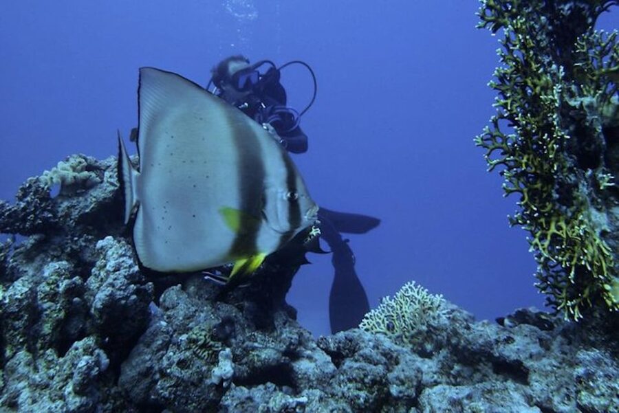Tiran Island: Full-day Snorkeling, Diving Boat Trip - Morning pickup and the harbor wait