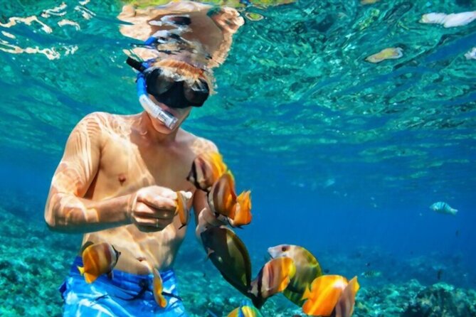 Tiran Island Snorkeling Excursion - What you may see below the surface