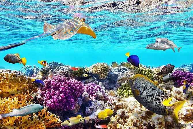 VIP -White Island & Ras Mohamed Snorkel Excursion - A full Red Sea day from Sharm el Sheikh