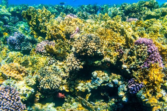 VIP -White Island & Ras Mohamed Snorkel Excursion - Is the $81.10 price good value?